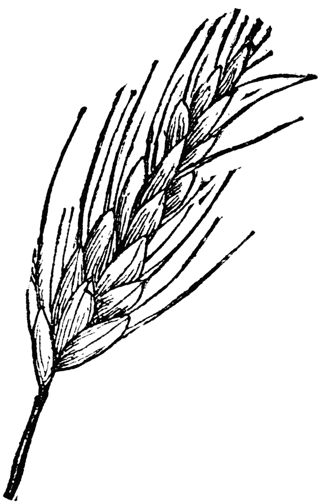 Wheat Sprig Coloring Page