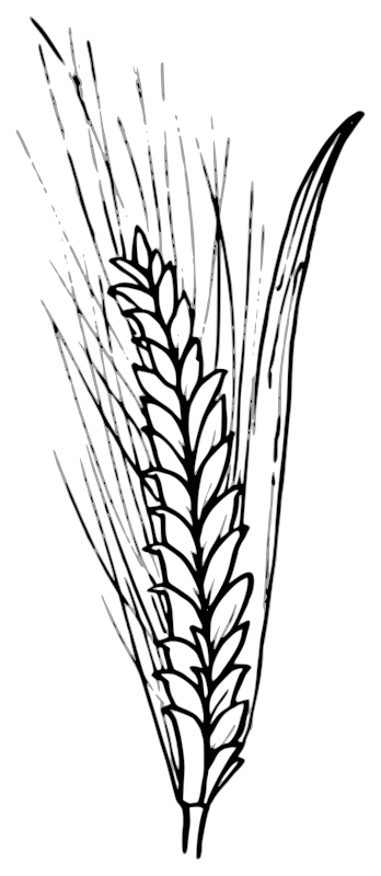 Wheat Sprig Coloring Page