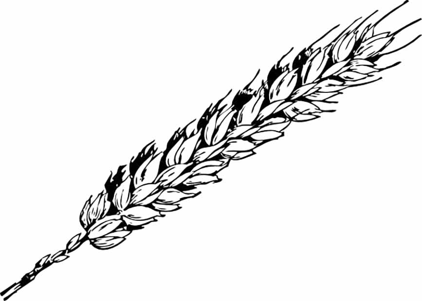 Wheat Stalk Coloring Page