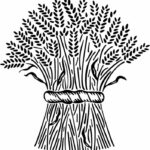 Wheat Stalks Coloring Page