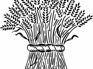 Wheat Stalks Coloring Page