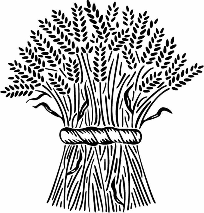 Wheat Stalks Coloring Page