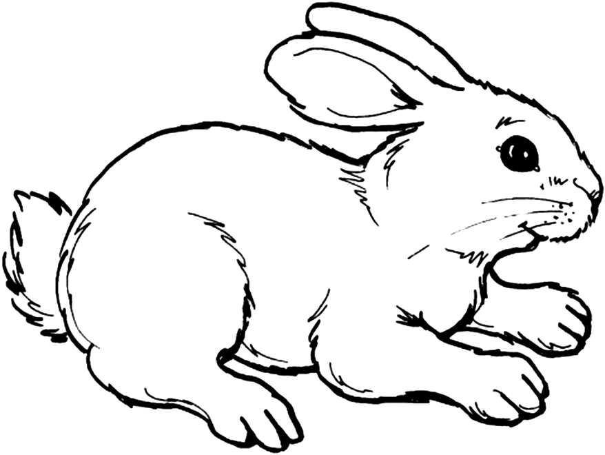 Cute Hare Coloring Page