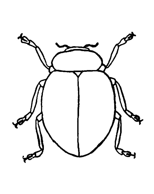 Beetle Coloring Page