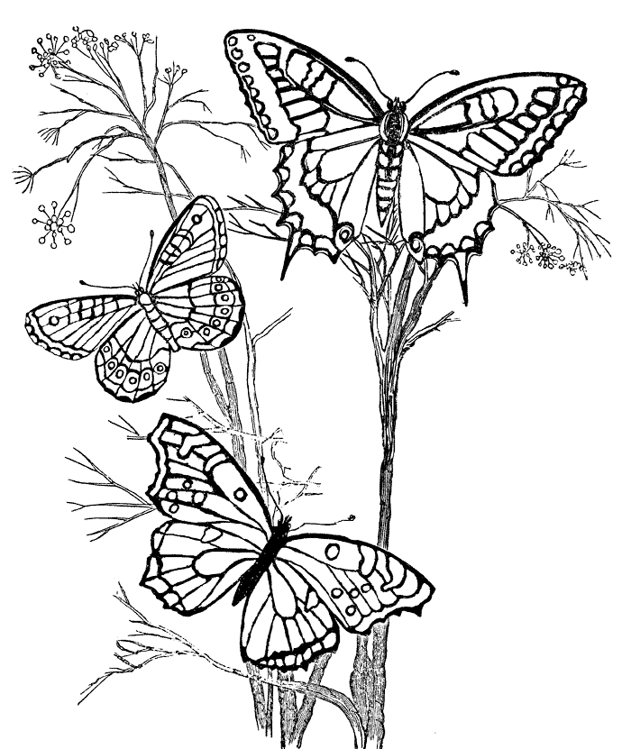 Buttefly Coloring Page