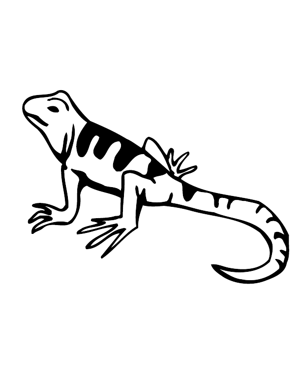 Lizard Coloring Page