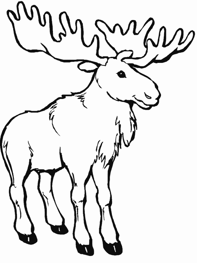 Moose Coloring Page