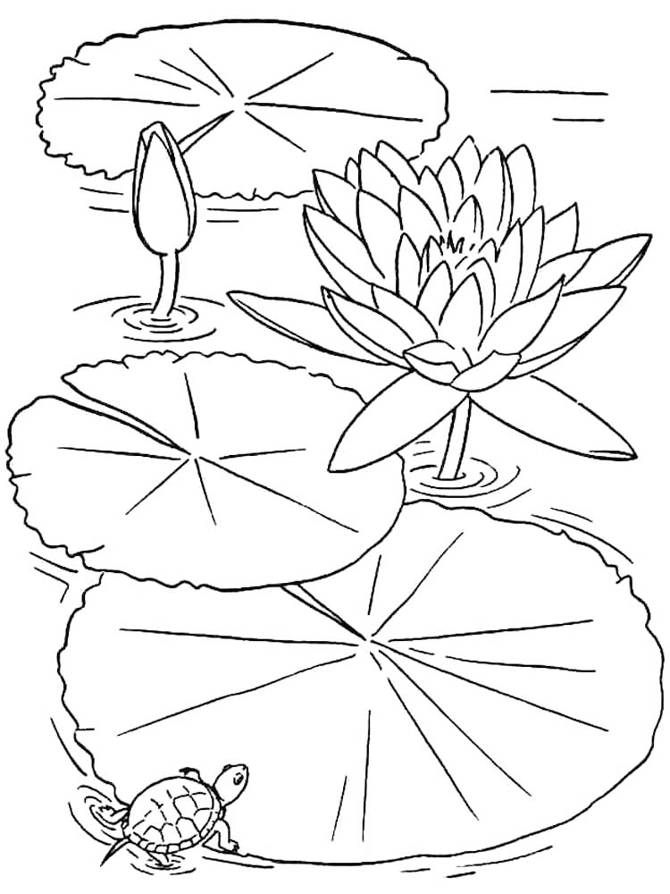 Lily Pad Coloring Page